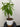 Large green self water potted plant